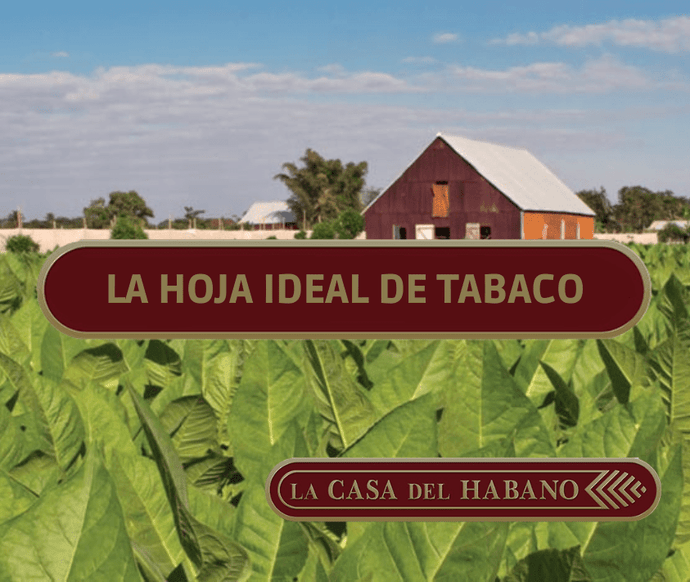 LA HOJA DE TABACO IDEAL PARA CONFECCIONAR HABANOS