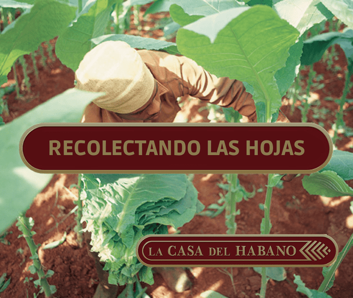 LA RECOLECCIÓN DE LAS HOJAS DE TABACO